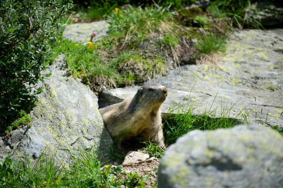 small-groundhog-on-landscape-rocks-pittsburgh-pa